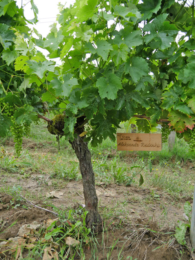 Виноградник на урожай